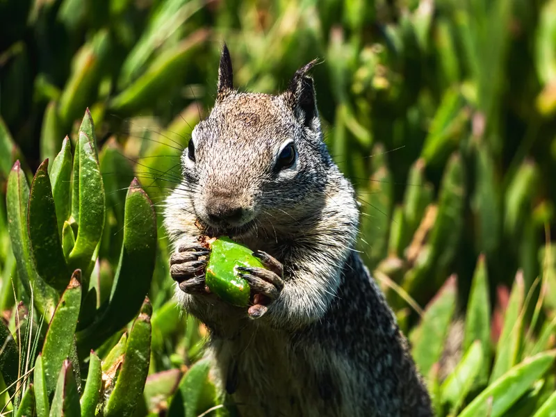 Wildlife photograph 5