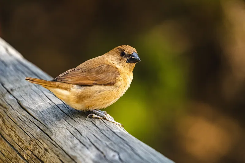 Wildlife photograph 8