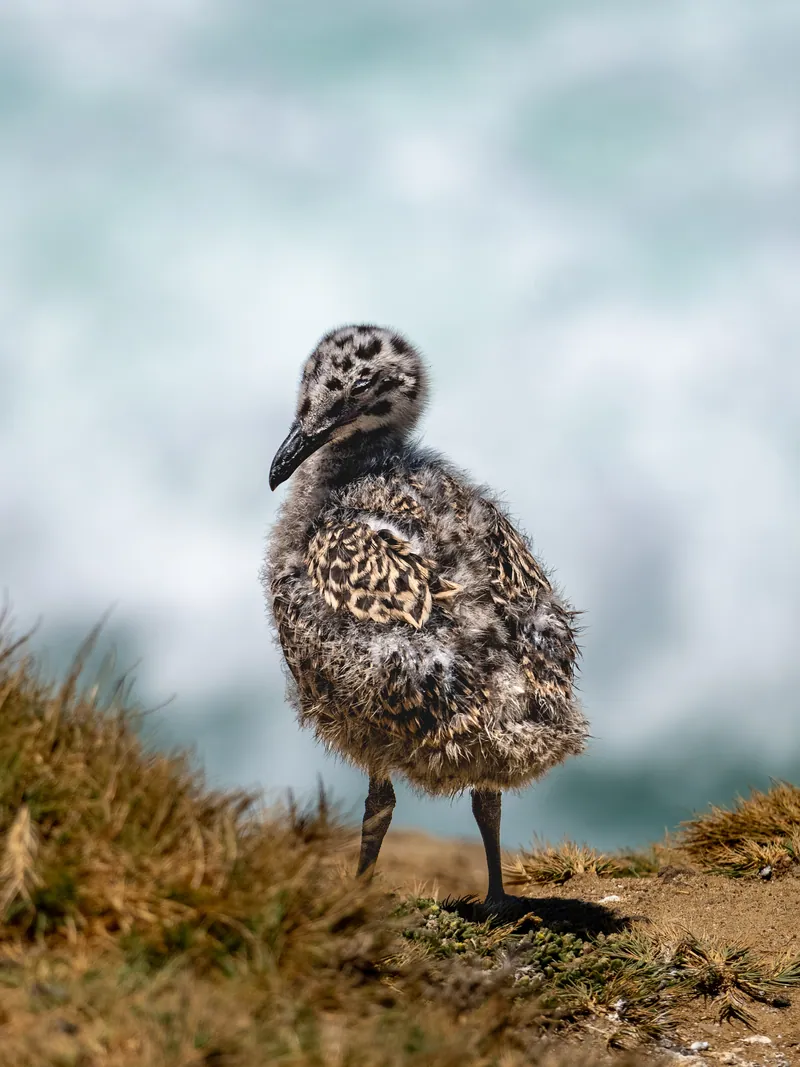 Wildlife photograph 3