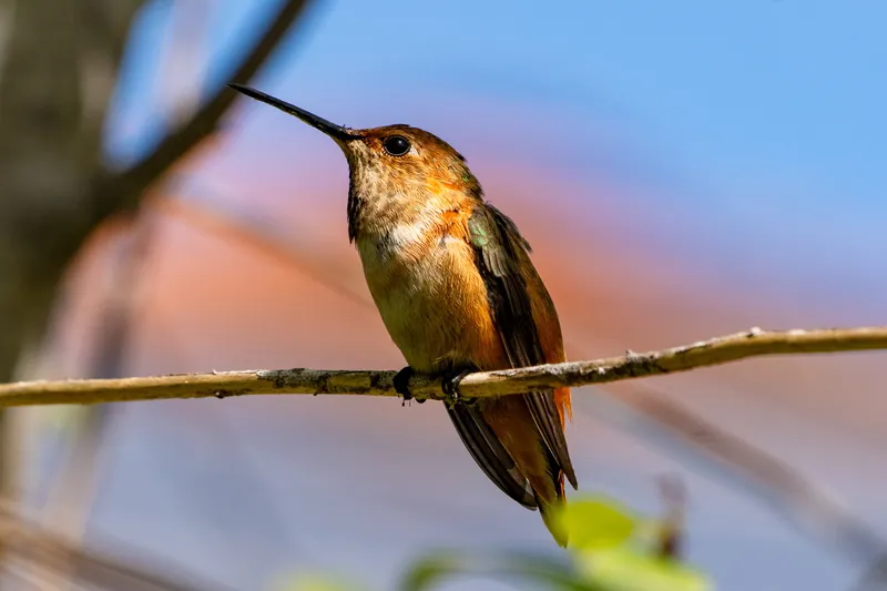 Wildlife photograph 2