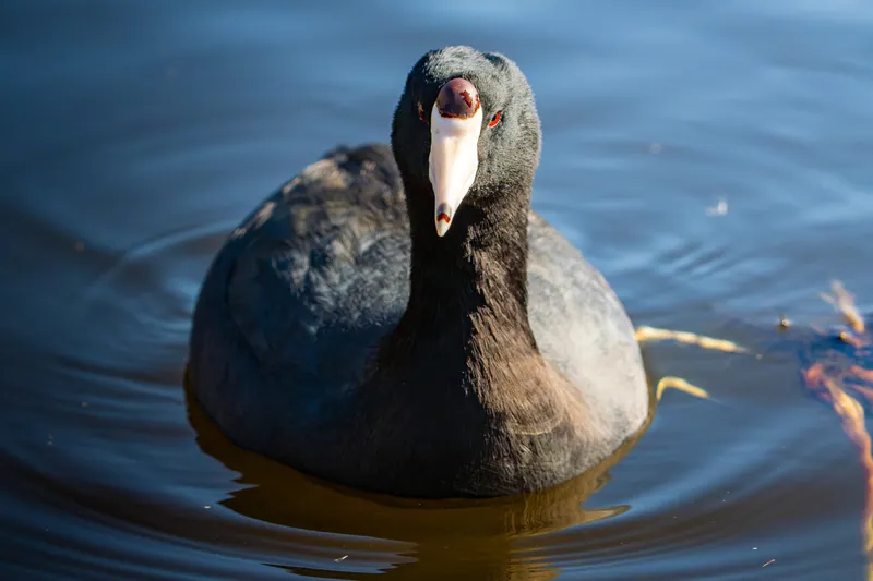 Wildlife photograph 9