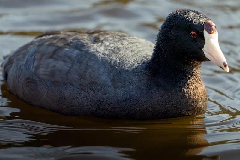 Wildlife photograph 7